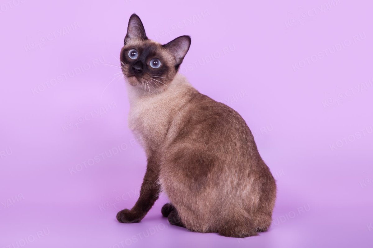 Мекгонский бобтейл сил поин