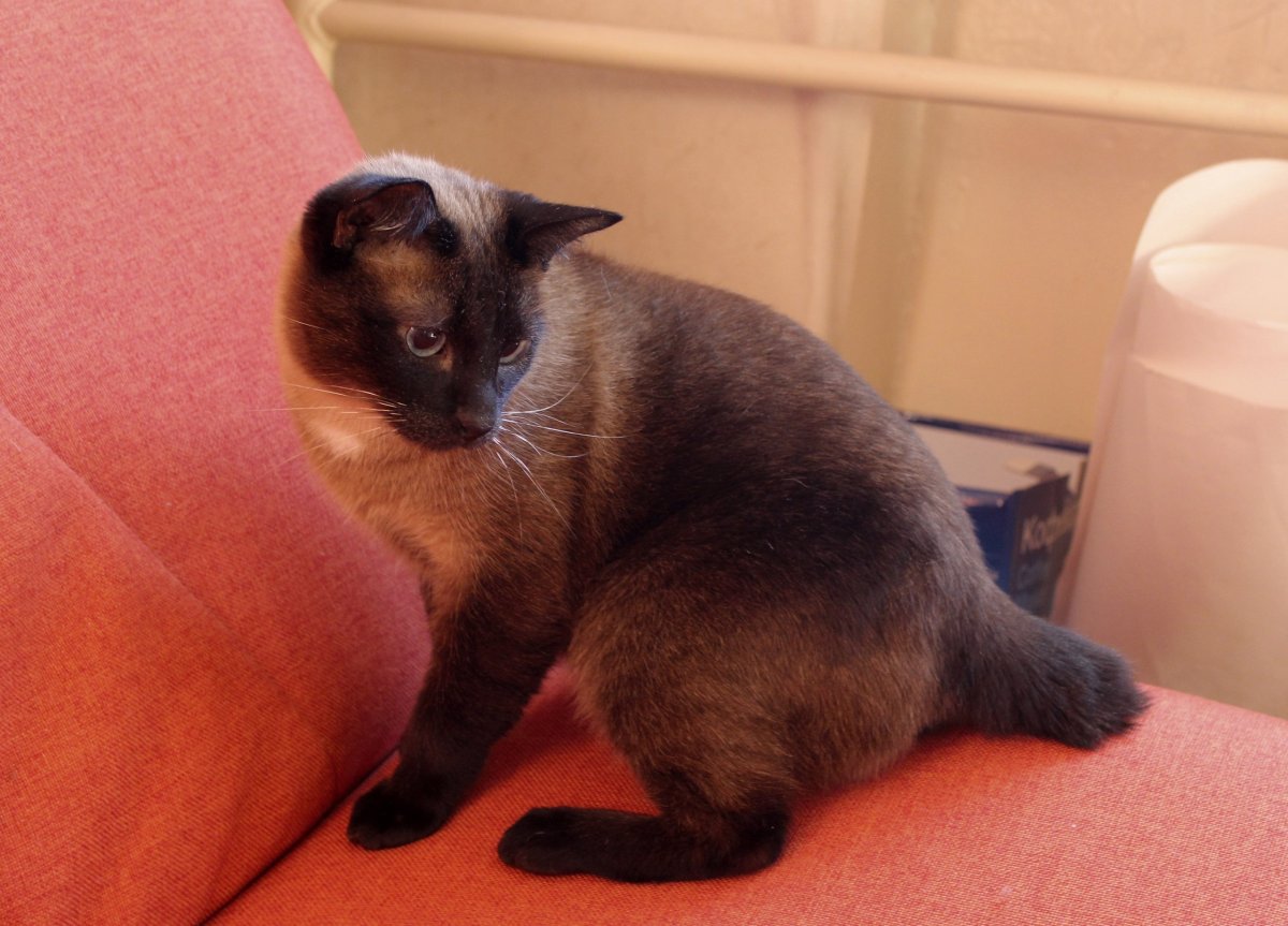 Североморские котики