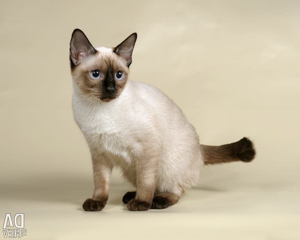 Меконгский бобтейл