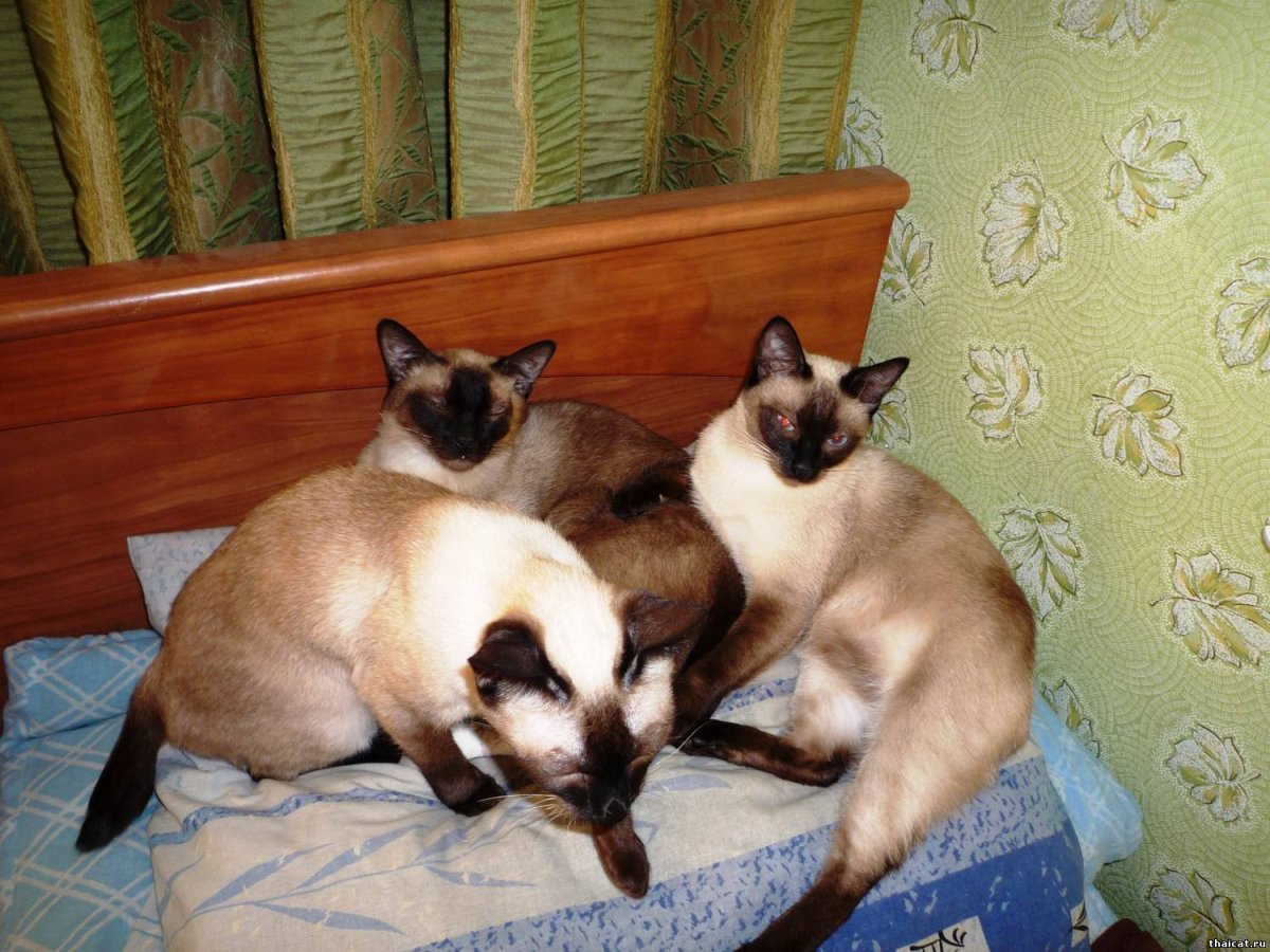 Меконгский бобтейл и Сиамская кошка