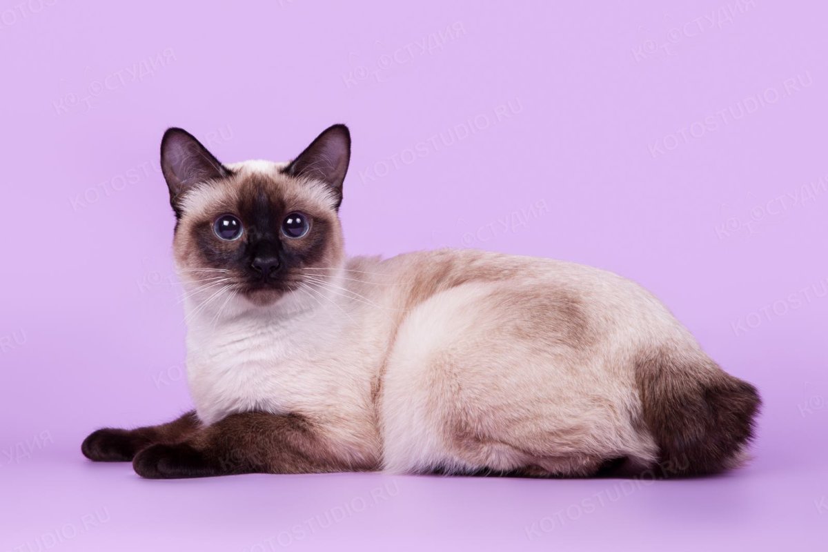 Меконгский (тайский) бобтейл