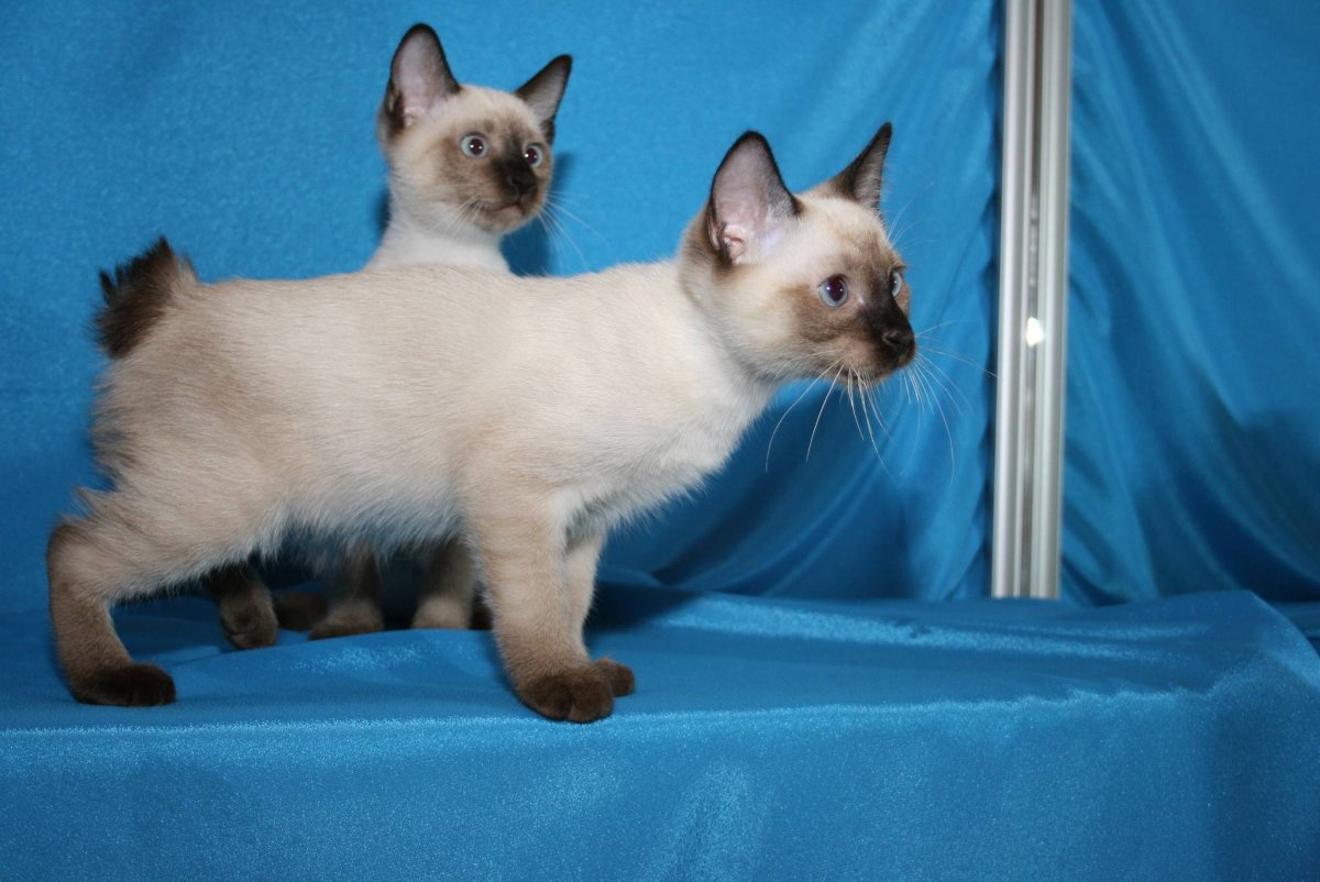 Меконгский (тайский) бобтейл