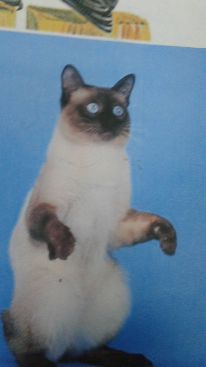 Меконгский бобтейл