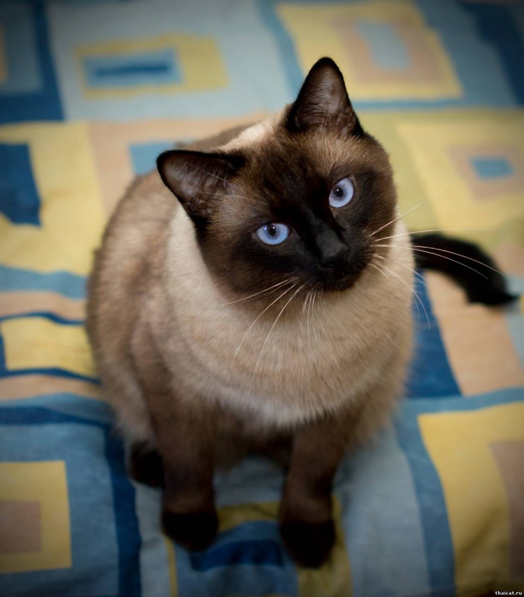 Сиамская кошка сил-Пойнт