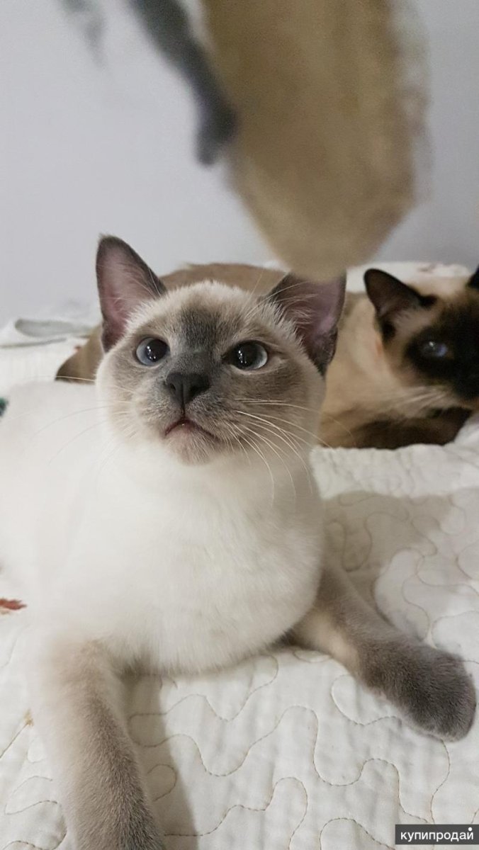 Меконгский бобтейл (Меконг)