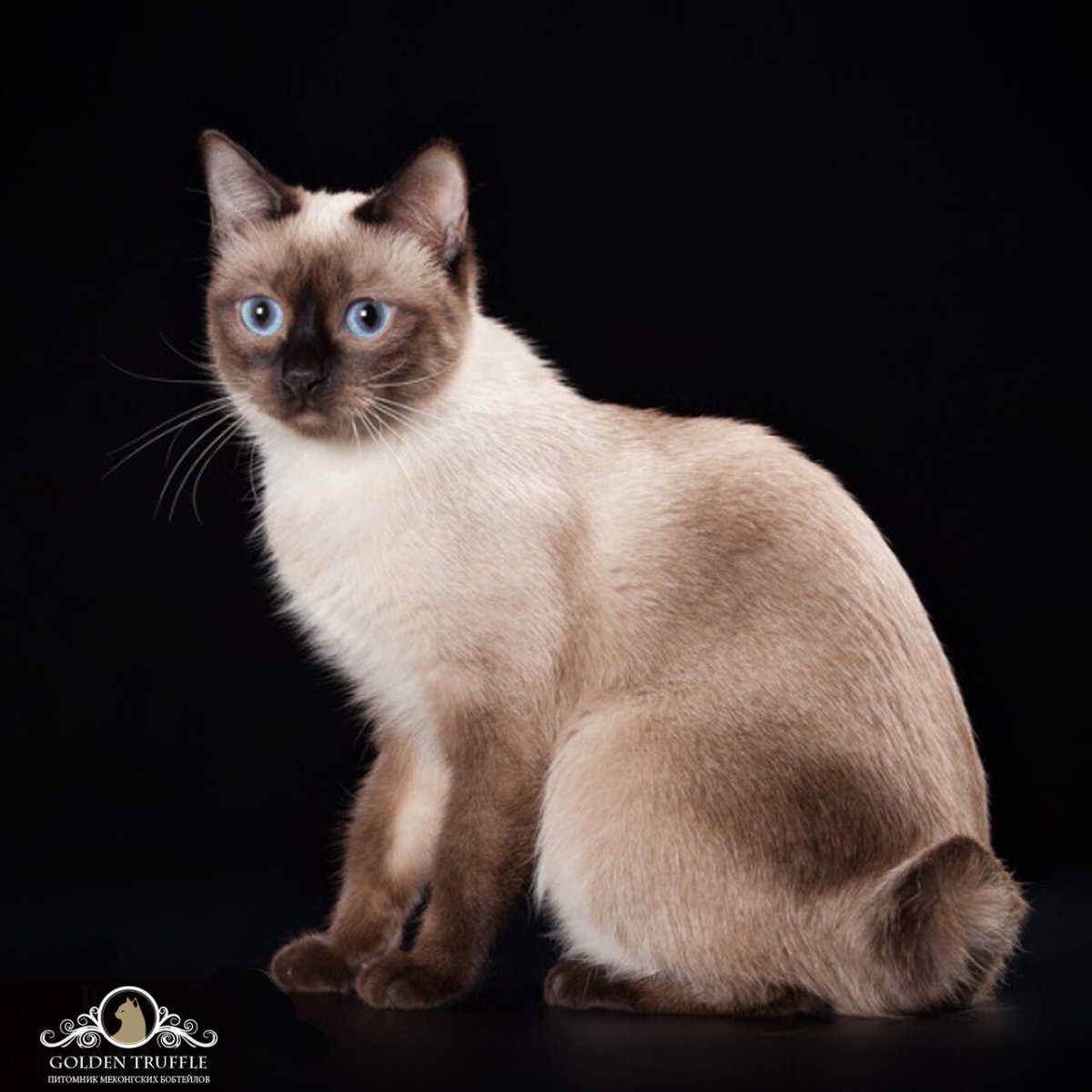 Меконгский сиамский бобтейл