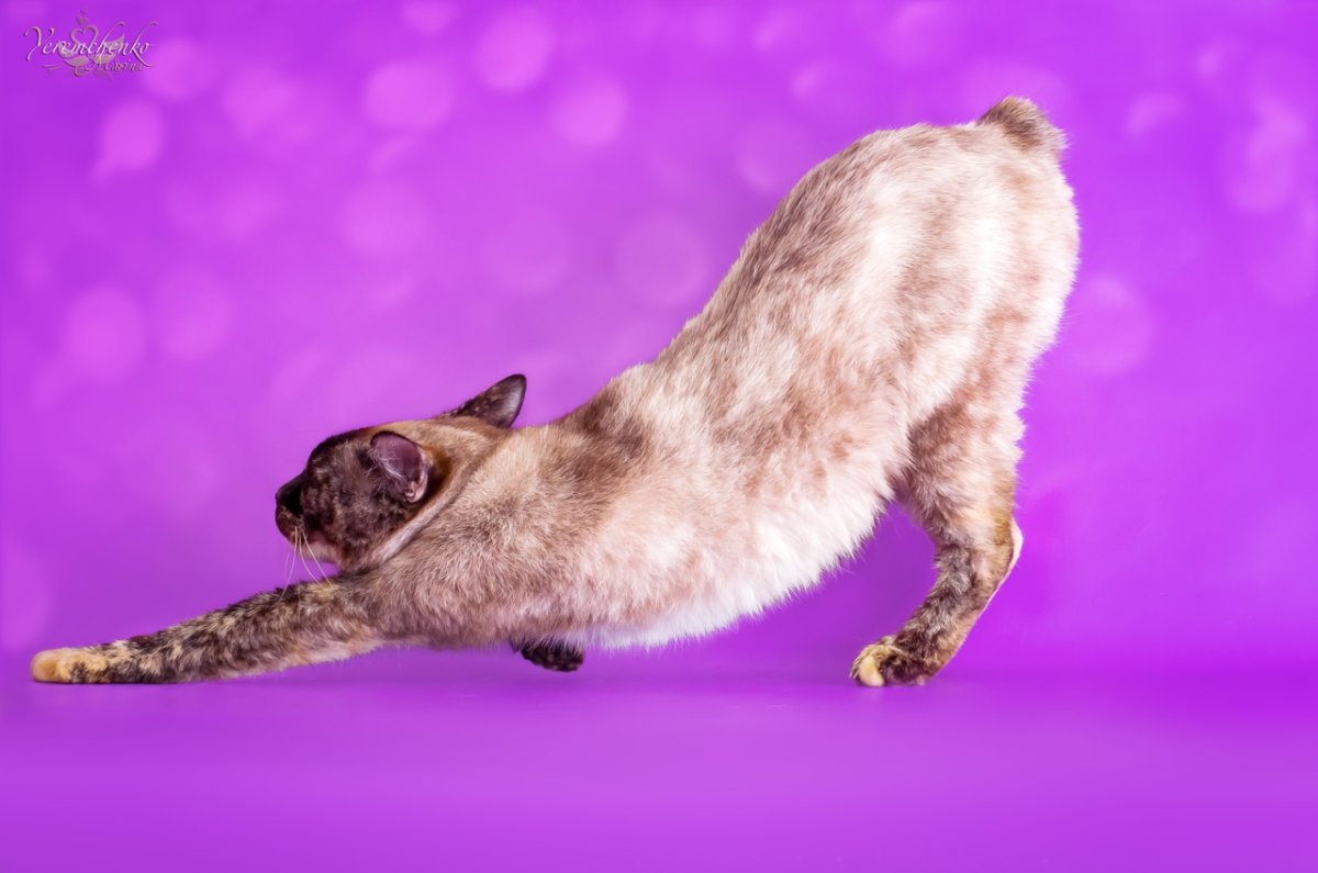 Созвездие меконгов Мурманск