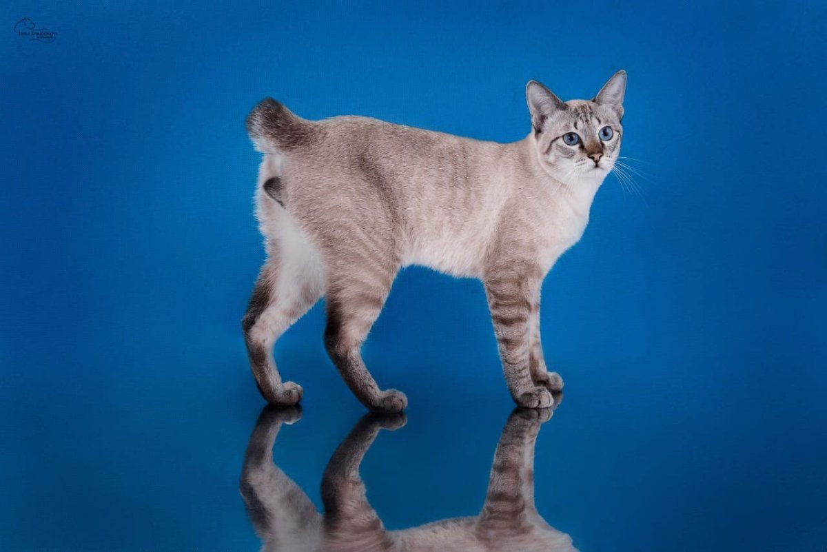 Королевский сиамский бобтейл