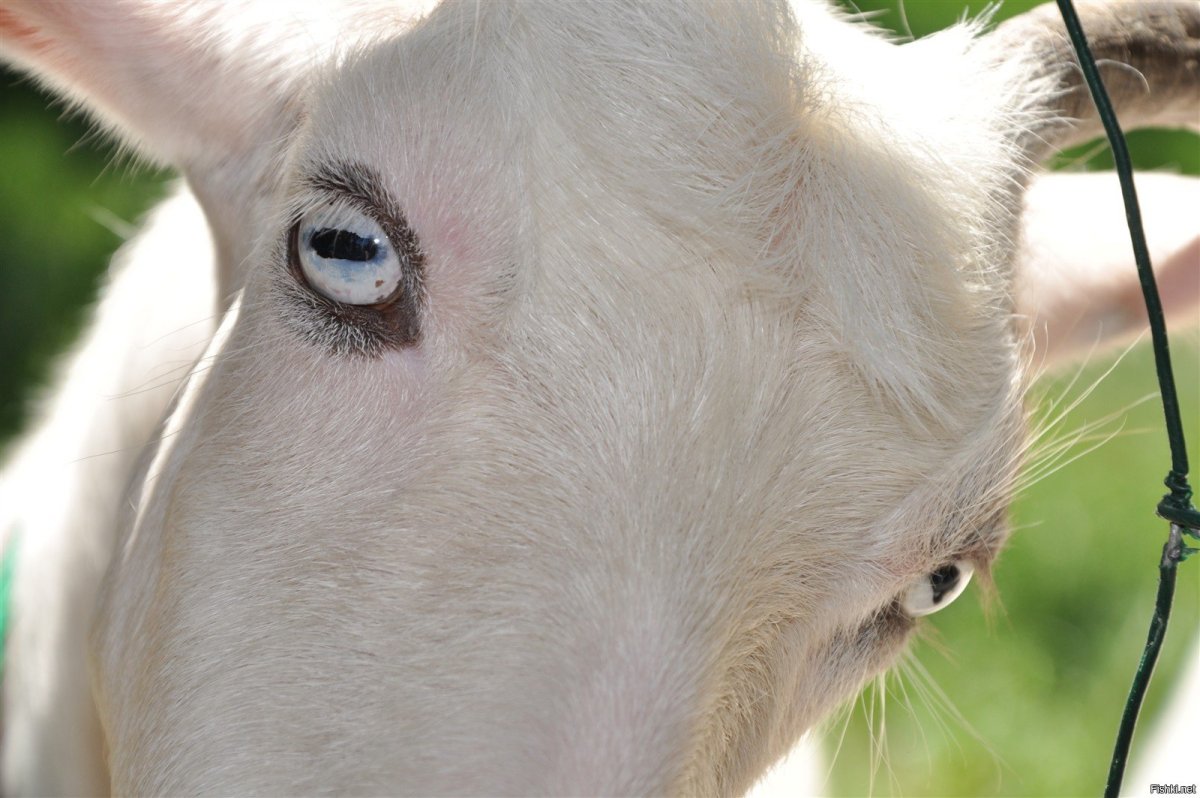 Зрачки козла