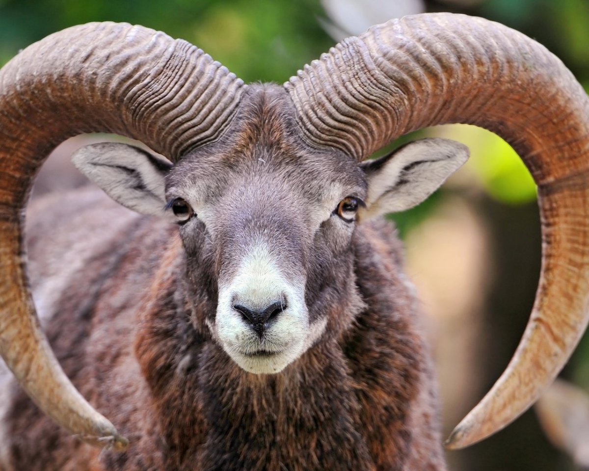 Муфлон и Кулан