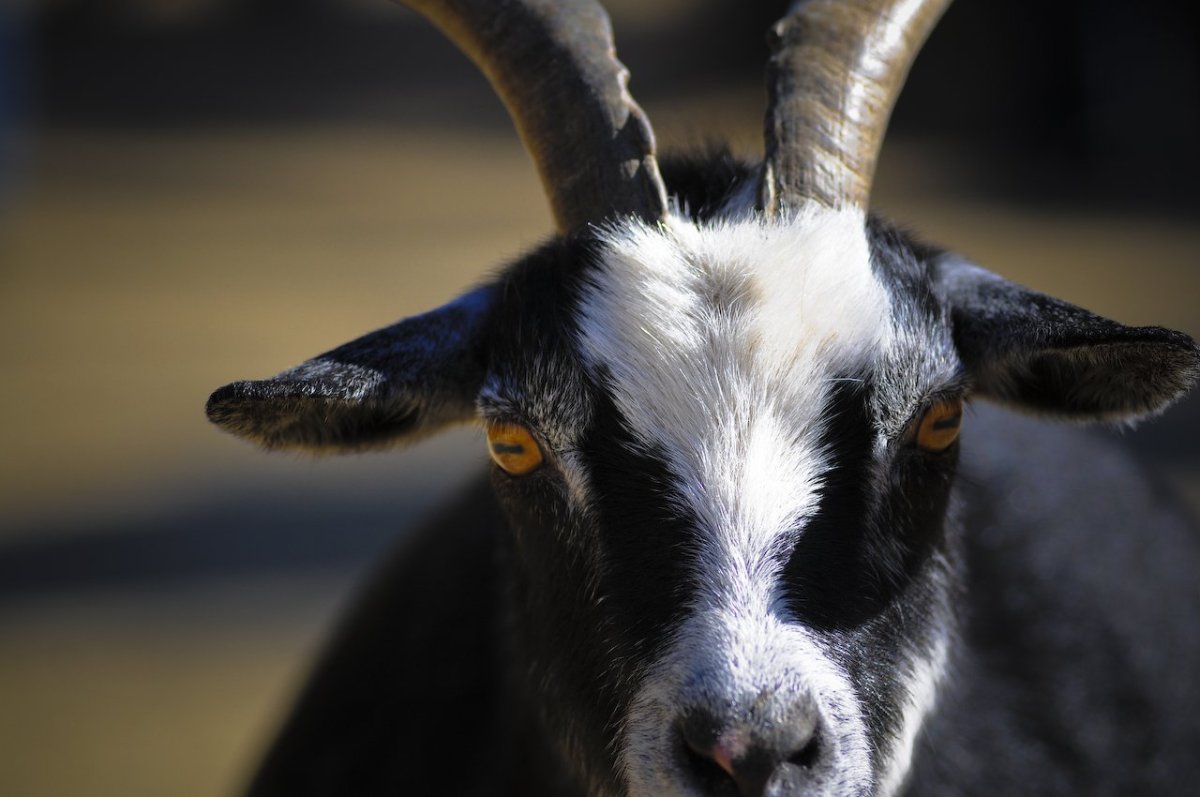 Зрачки козы