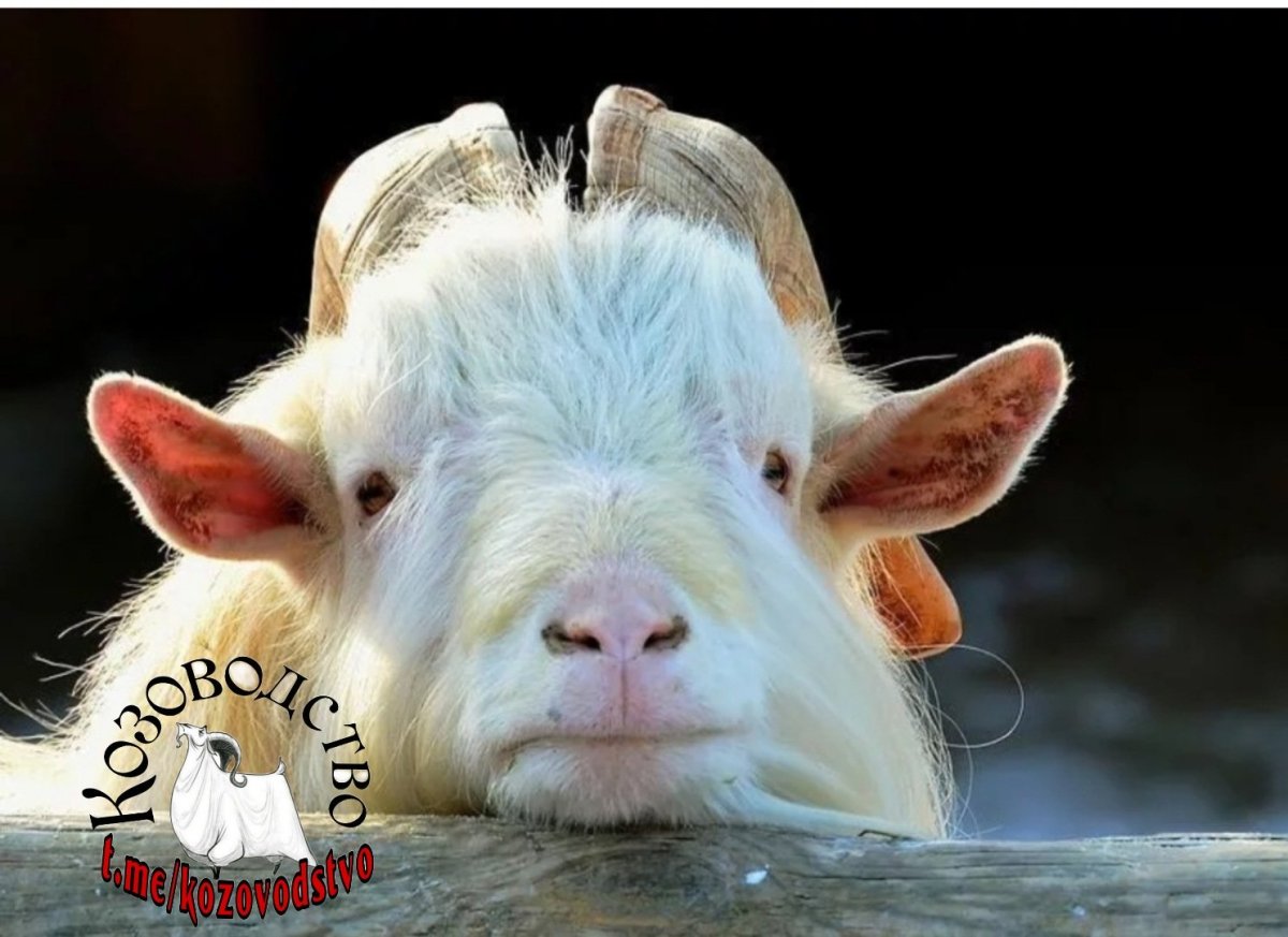 Грустная козочка