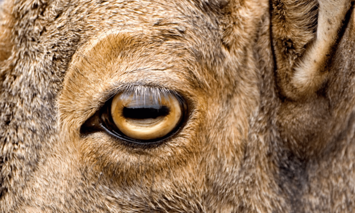 Глаза Козлов