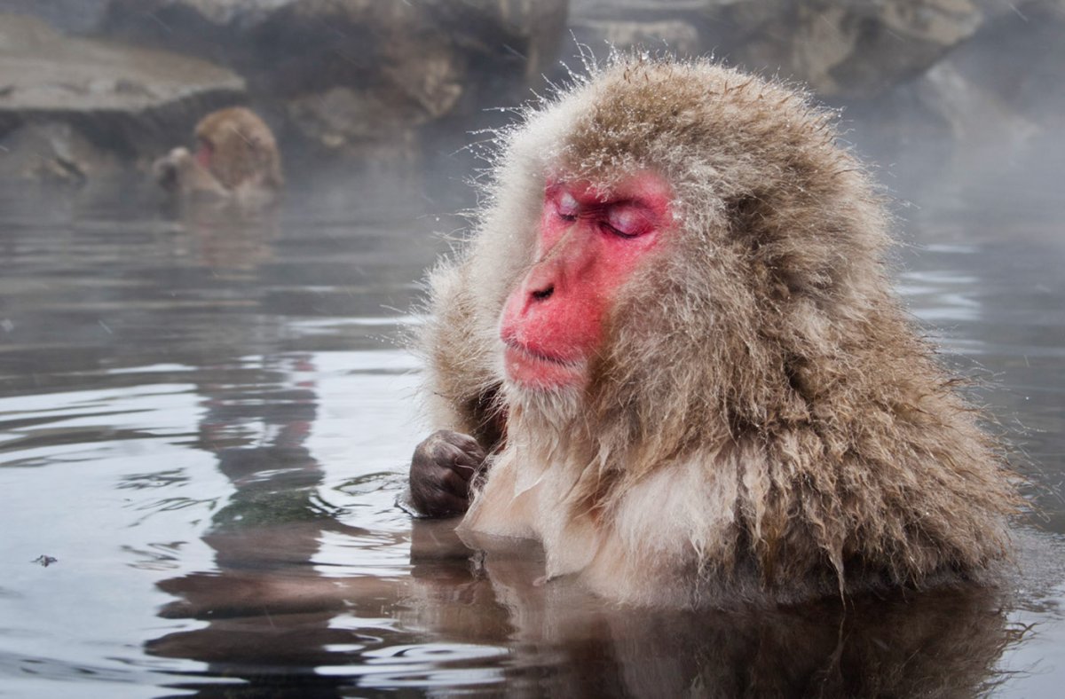 Обезьянки в горячем источнике