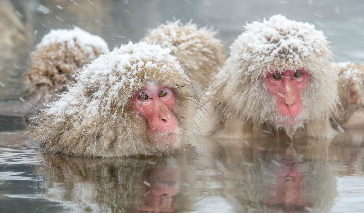 Снежные обезьяны в горячих источниках Нагано