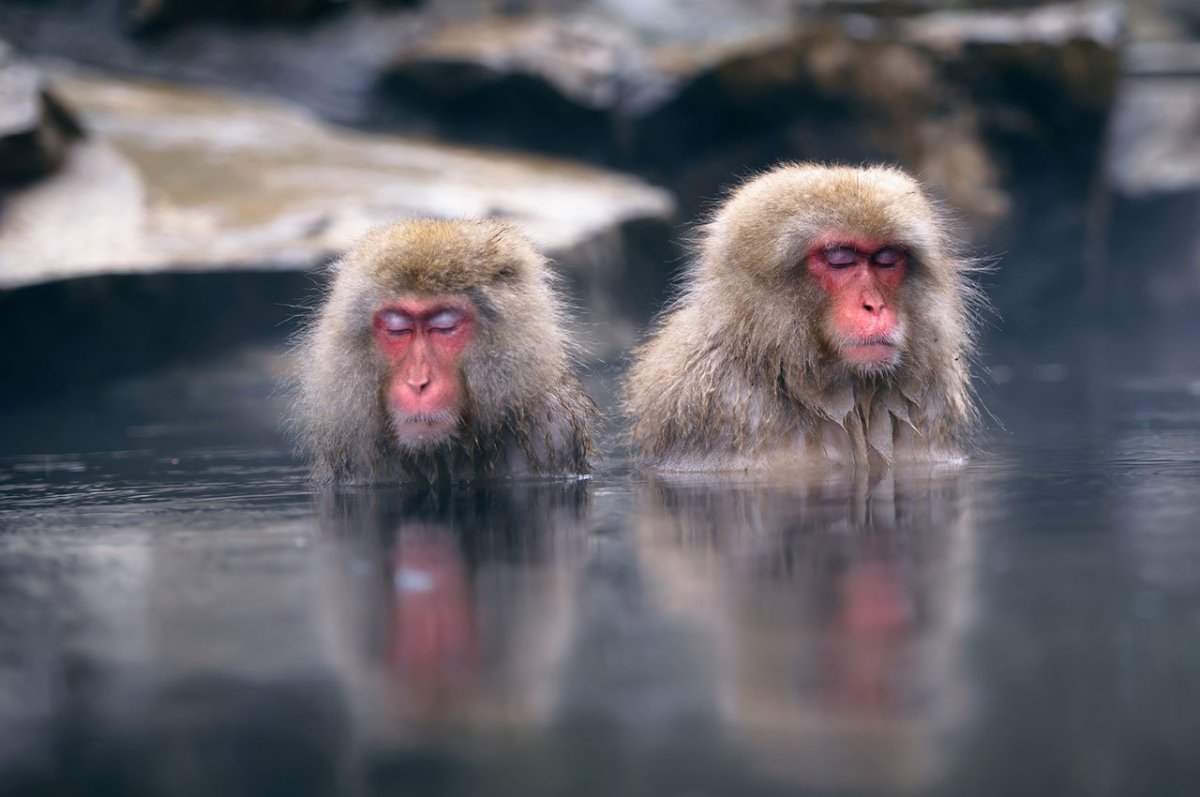 Джигокудани парк снежных обезьян Япония