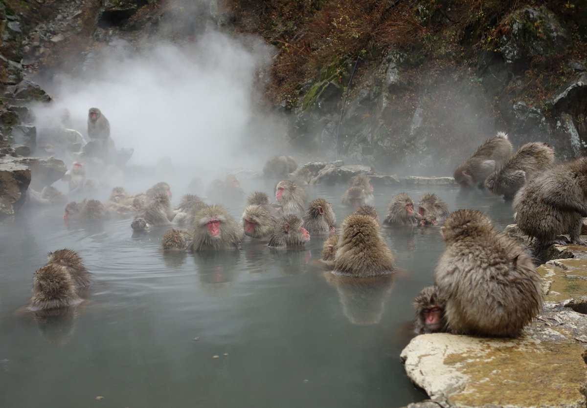 Парк Джигокудани Япония