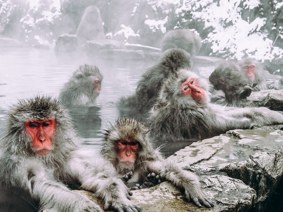 Jigokudani Monkey Park