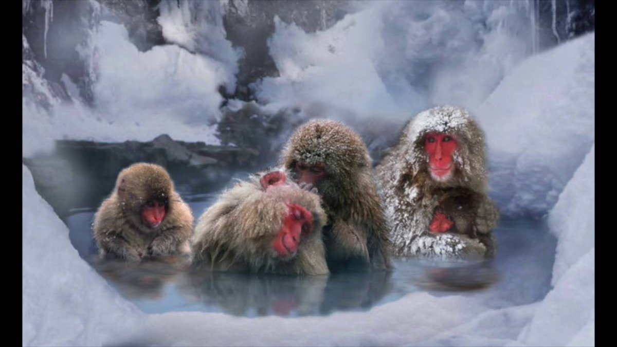 Обезьяны на Хоккайдо