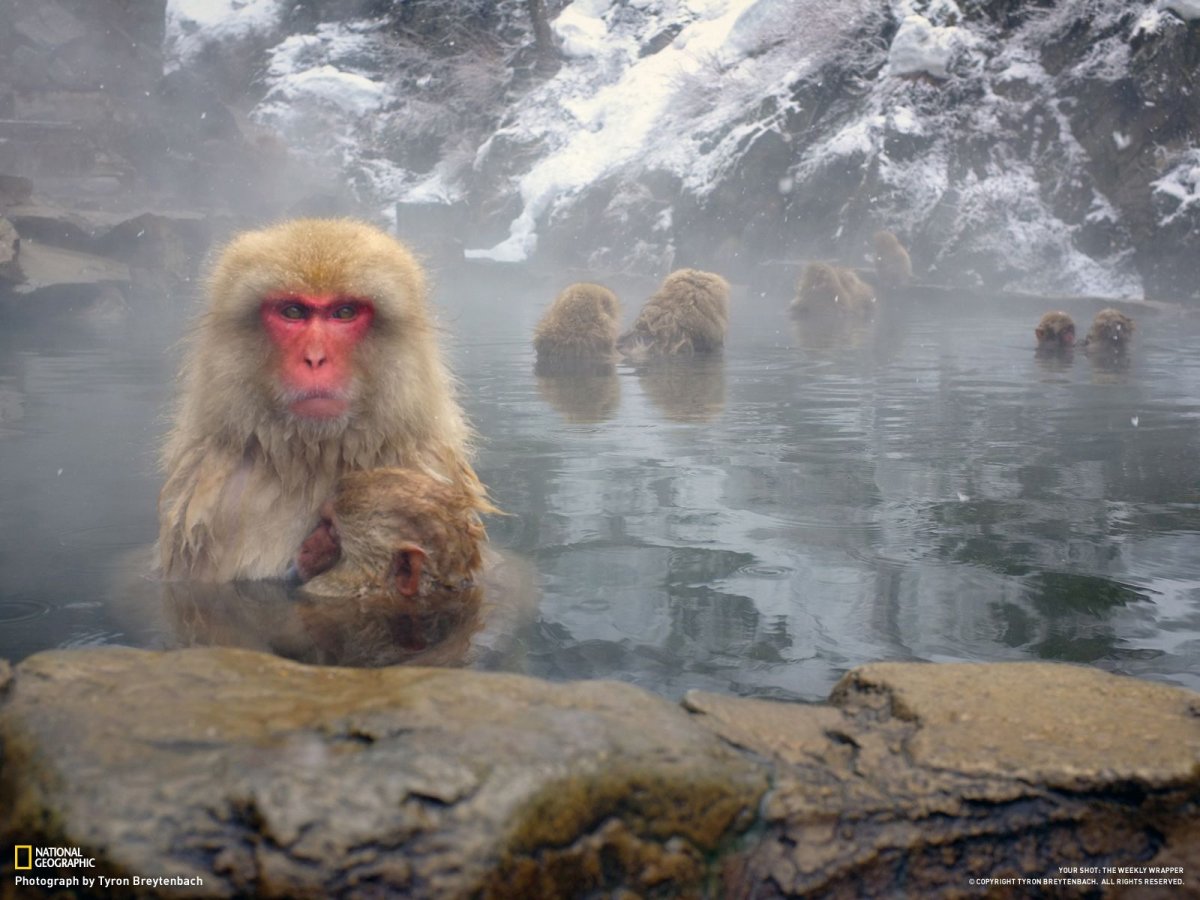 Обезьяна National Geographic