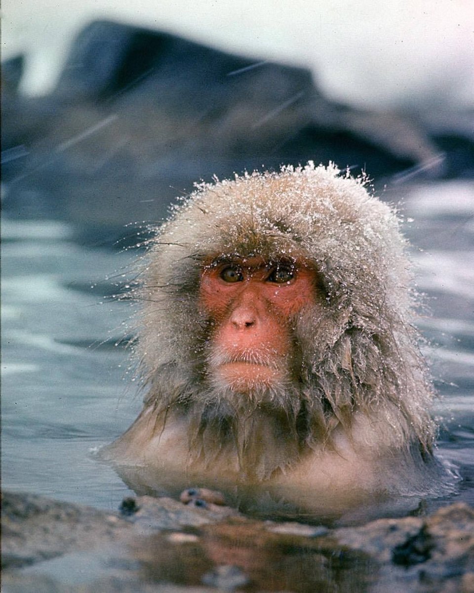 Мартышки в термальных источниках