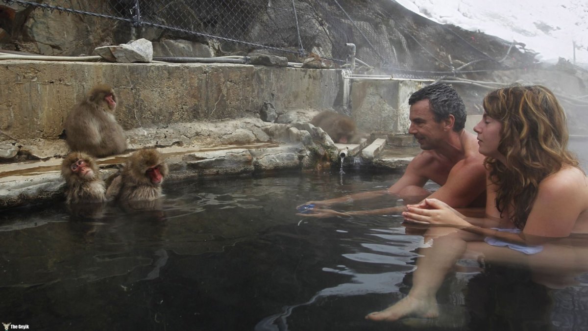 Онсен в Японии с обезьянами