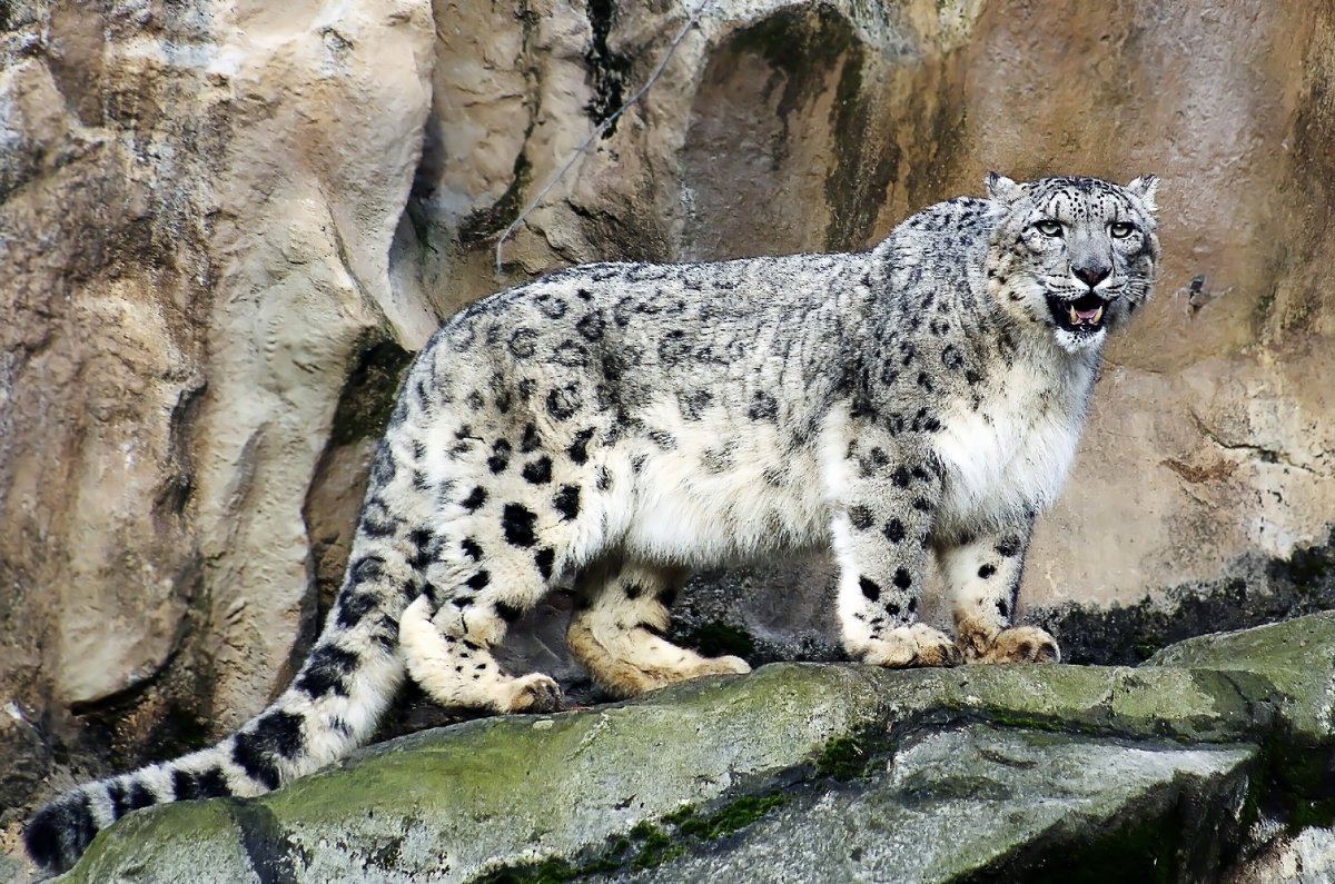 Снежный леопард Ирбис