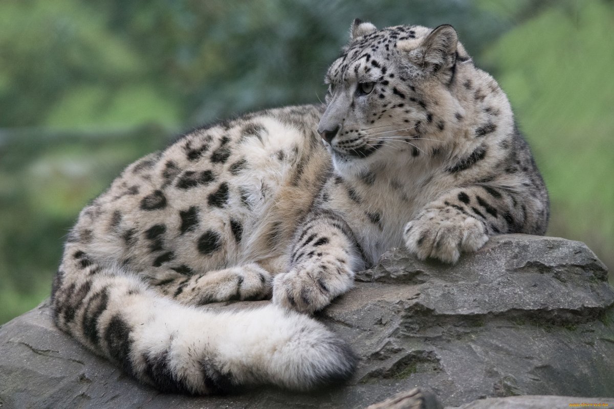 Снежный Барс uncia uncia