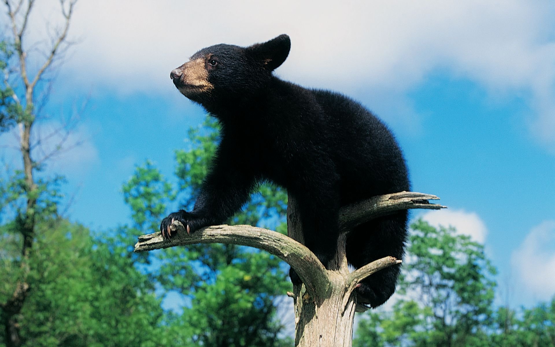 Медведь барибал умеет лазить по деревьям. Гималайский белогрудый медведь. Гималайский медведь и Барибал. Гималайский медведь в Сихотэ-Алинь. Гималайский медведь и медведь Барибал.