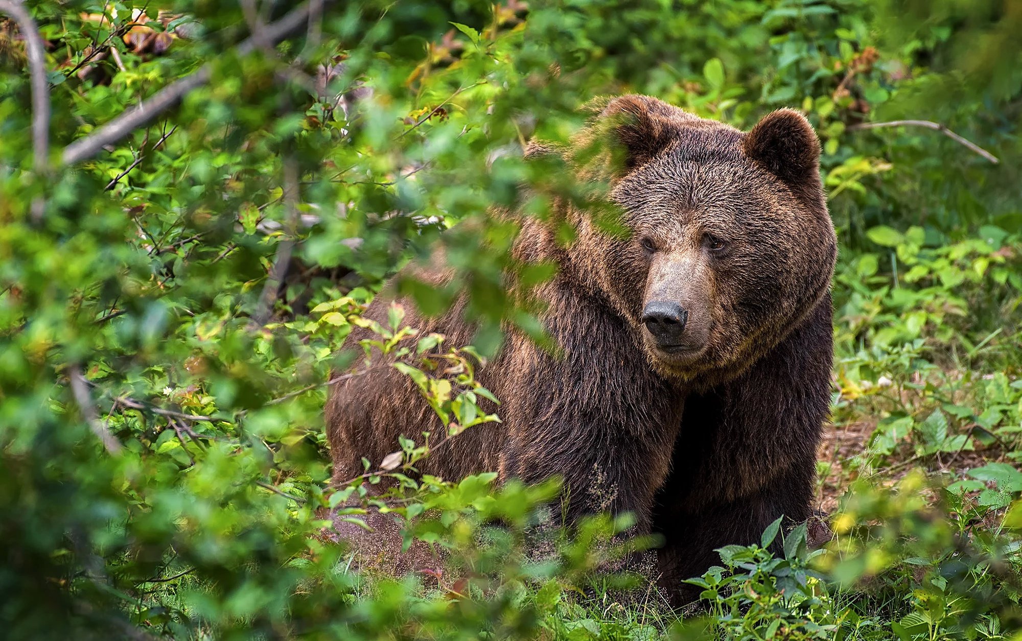 Бурый медведь приспособления. Медведь. Бурый медведь. Бурый медведь ест ягоды. Медведь Гризли.