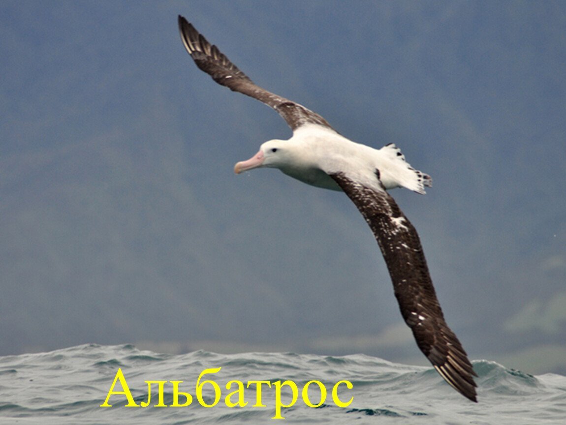 Королевский Альбатрос размах крыльев
