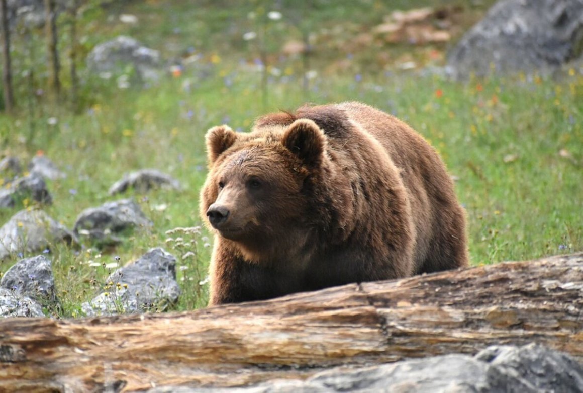Сихотэ-Алинский заповедник медведь. Бурый медведь Сихотэ Алинь. Дальневосточный бурый медведь. Бурый медведь Хабаровского края.