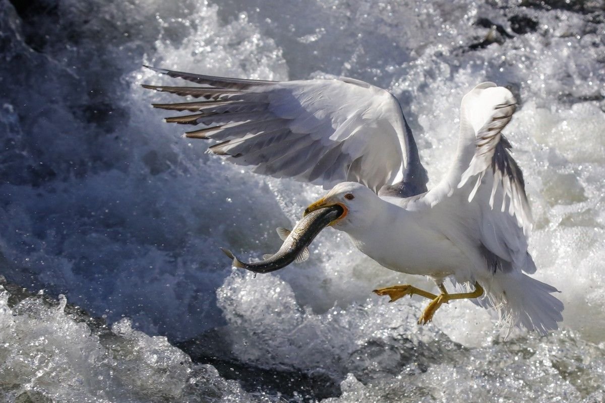Чайка ловит рыбу