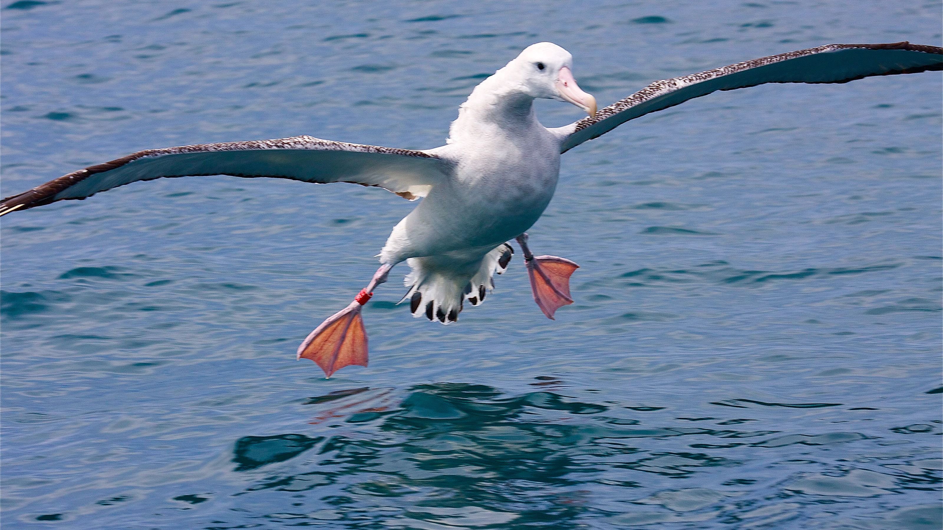 Морская птица 7. Альбатрос птица. Странствующий Альбатрос. Сероголовый Альбатрос. Королевский Альбатрос птица.