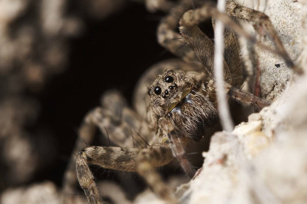 Паук волк с паучатами