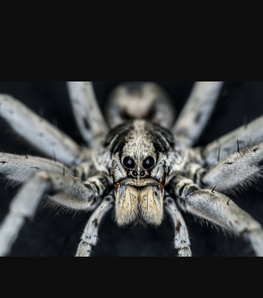 Южнорусский Тарантул крестовик