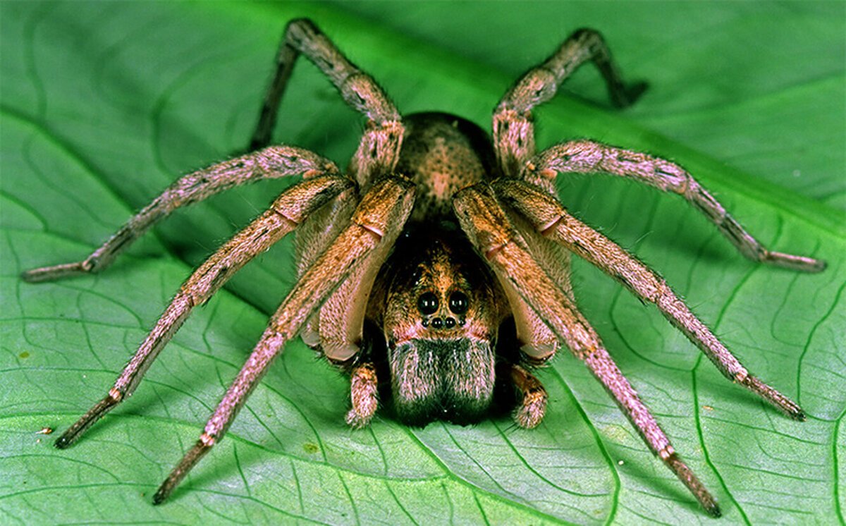 Паук волк Земляной