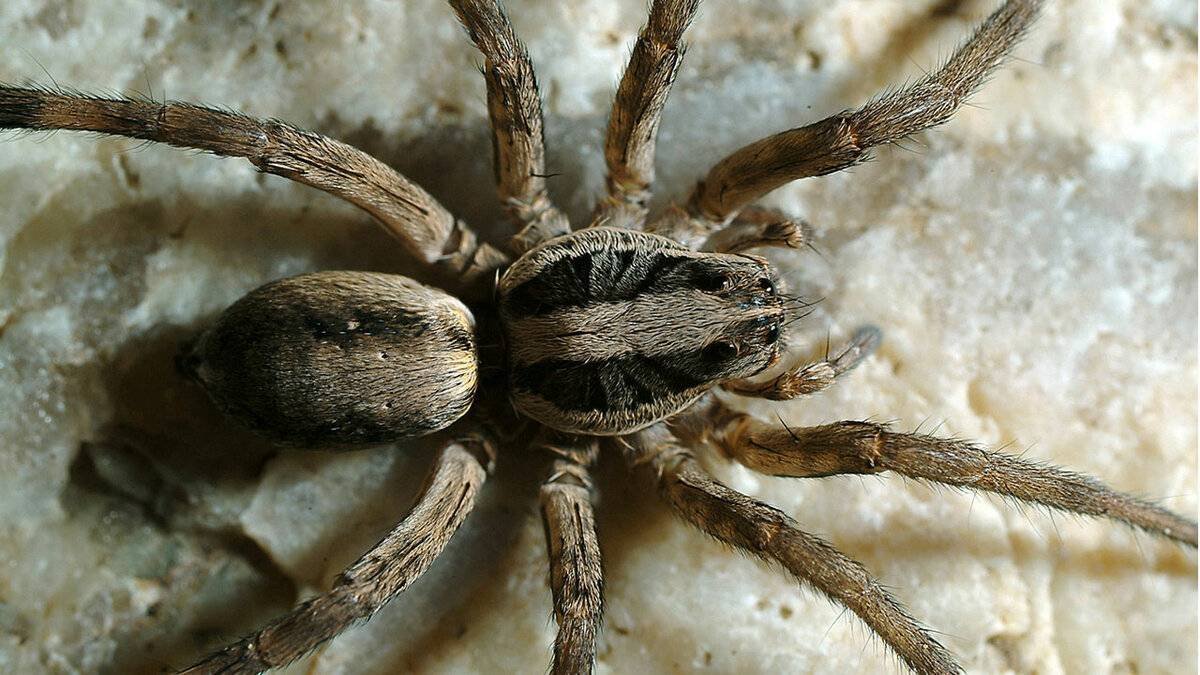 Даурский паук волк