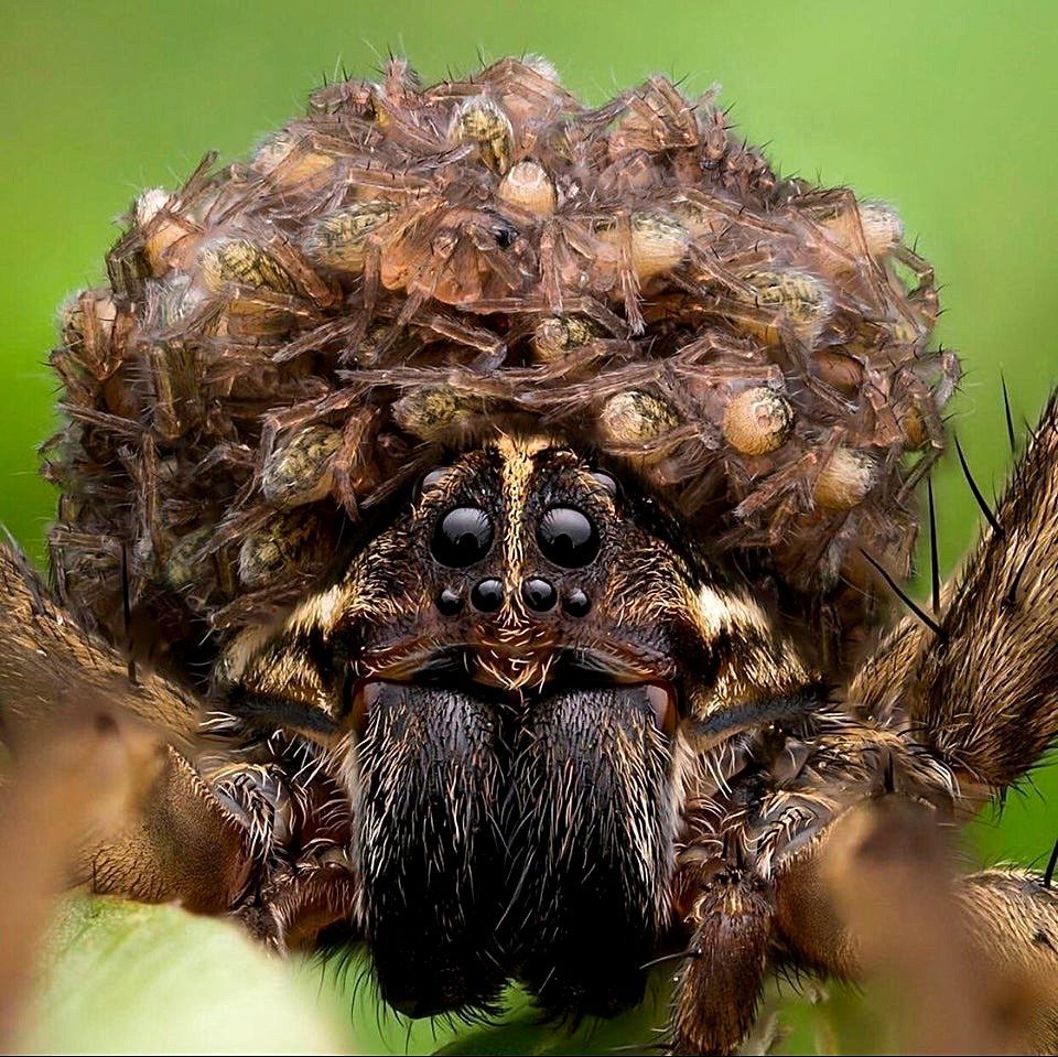 Тарантул паук волк