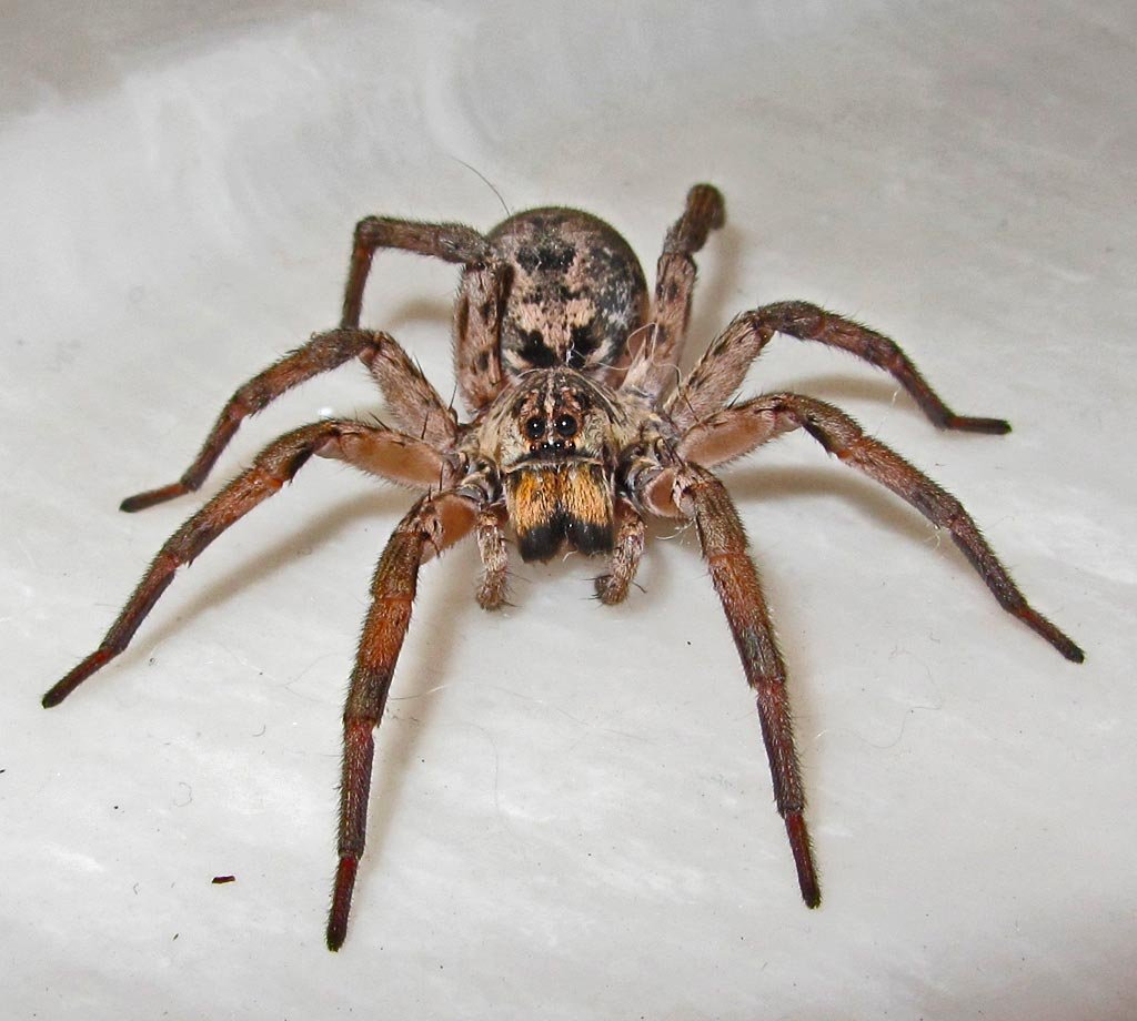 Тарантул паук волк