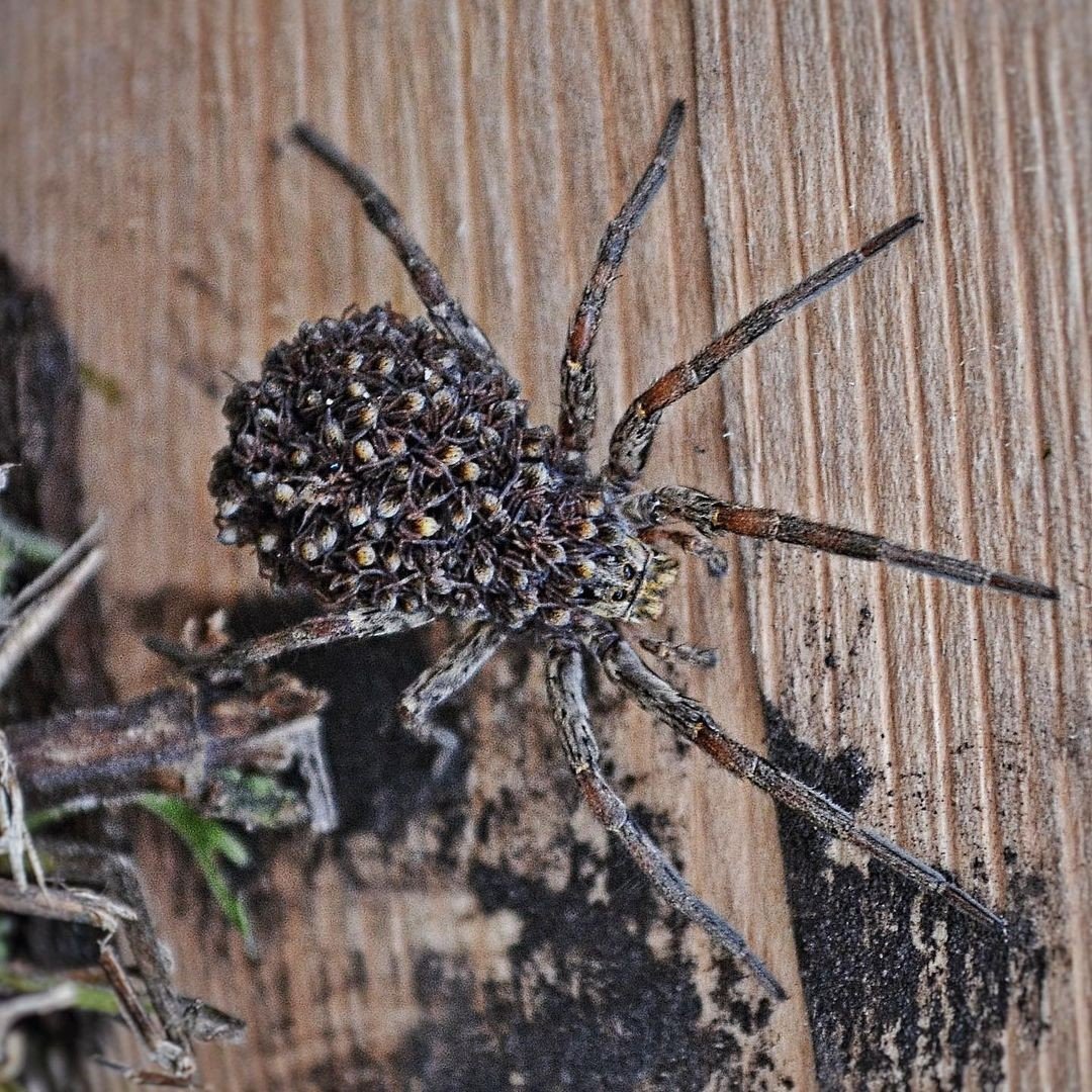 Паук волк с паучатами