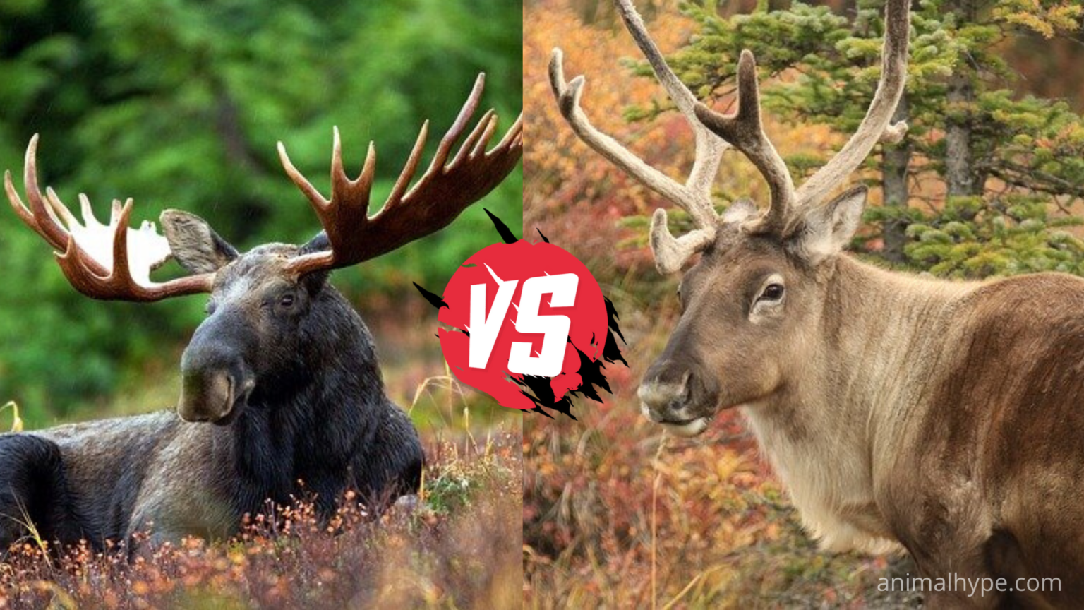 Лоси против. Moose Elk разница. Лось и олень. Лось против оленя. Олень vs Лось.