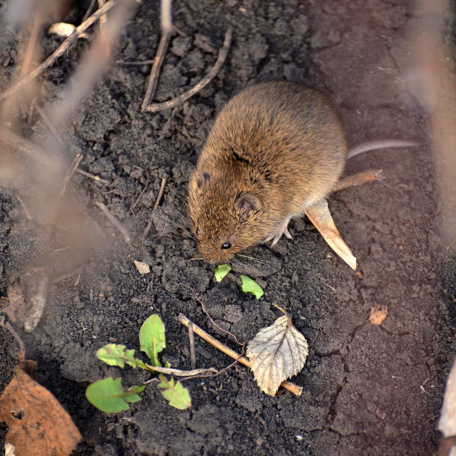 Мыши в огороде