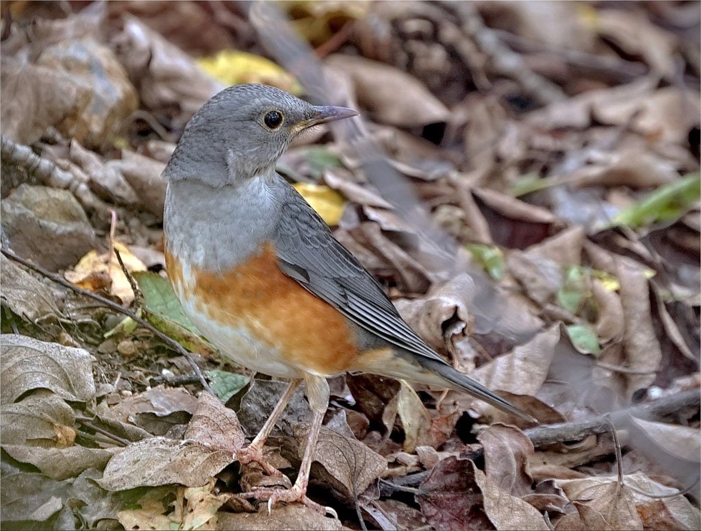 Сизый Дрозд