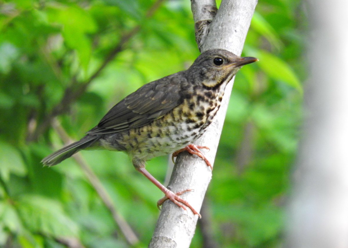 Сизый Дрозд слеток
