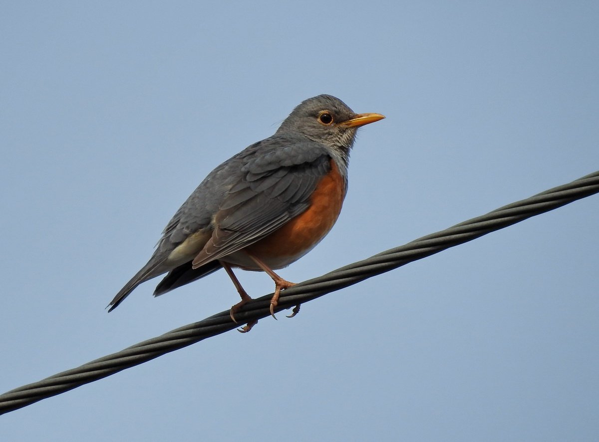 Сизый Дрозд птица