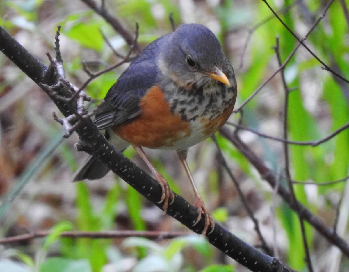 Сизый Дрозд самка и самец