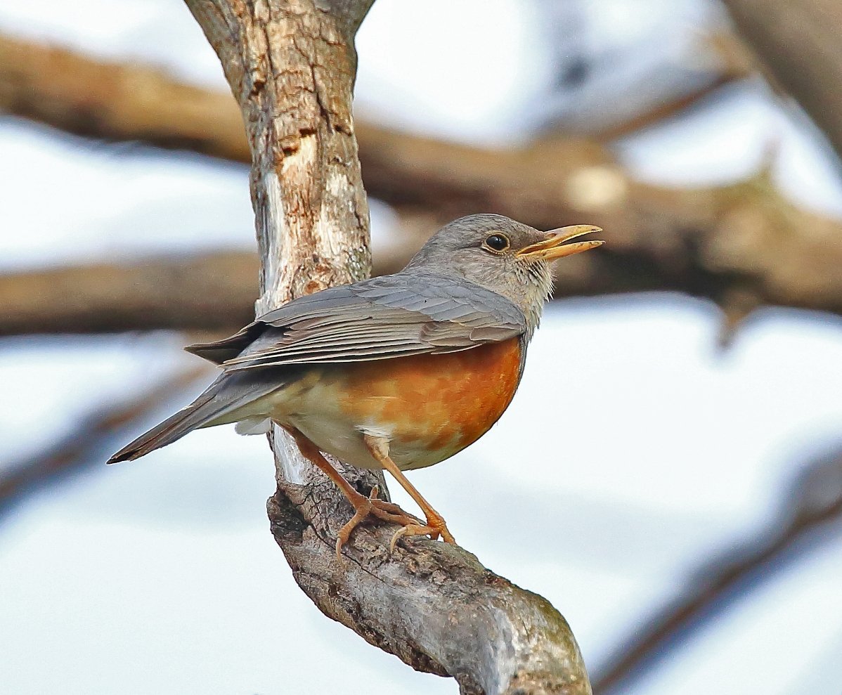 Сизый Дрозд птица