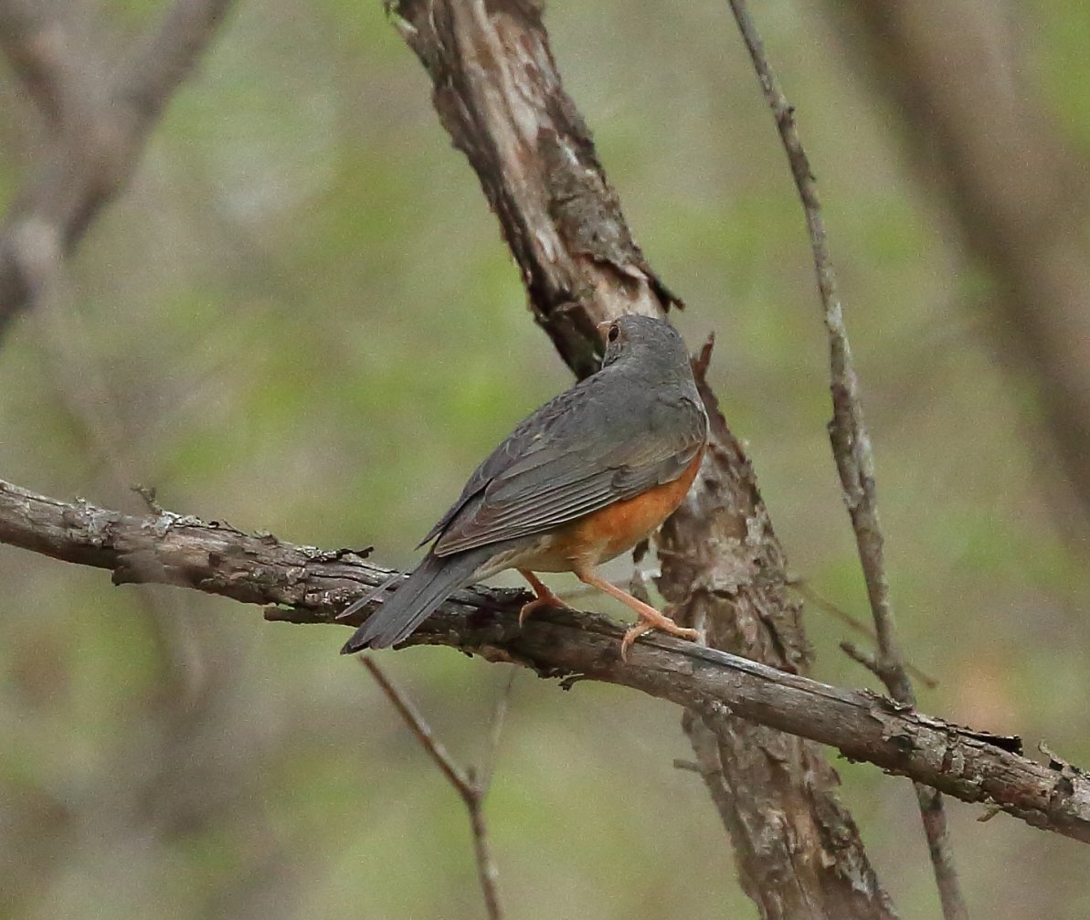 Сизый Дрозд