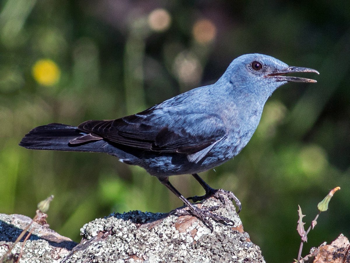 Голубой Дрозд